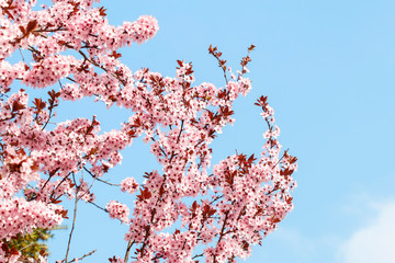 Blooming branch of cherry tree