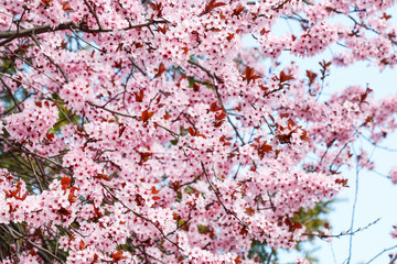 Blooming branch of cherry tree