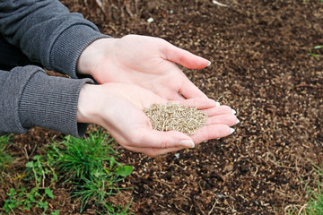 Woman holding seeds of grass in her hands