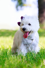 West Highland Terrier