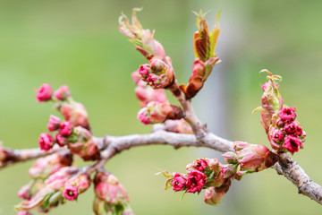English hawthorn (Crataegus laevigata Paul's Scarlett) buds in the garden.