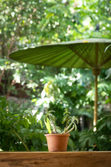 Flower pots on wooden tables in the garden