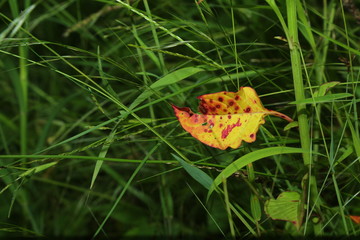 Yellow leaf in Indian Green Grass