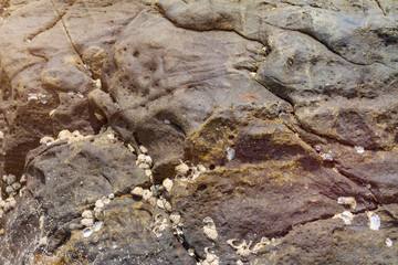 Huge rock with micro-cracks on the shore in India, GOA, marine shells fixed to the surface on the stone. Textured background. Toned with sunlight.