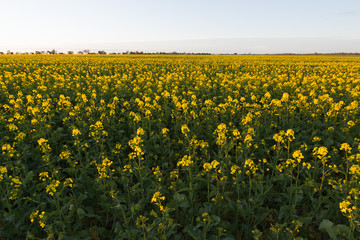 Australian Canola Oil Fields. Farming Agricultural Landscape in Rural Countryside in Remote Victoria.