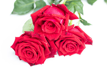 3 red roses on white background.