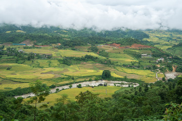 Fototapeta na wymiar Terraced rice field landscape with river in harvesting season in Y Ty, Bat Xat district, Lao Cai, north Vietnam