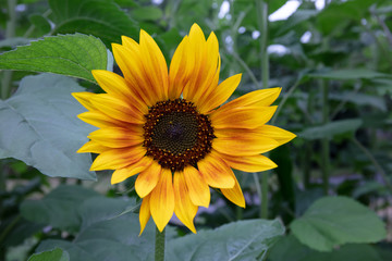 Yellow and red Sunflower