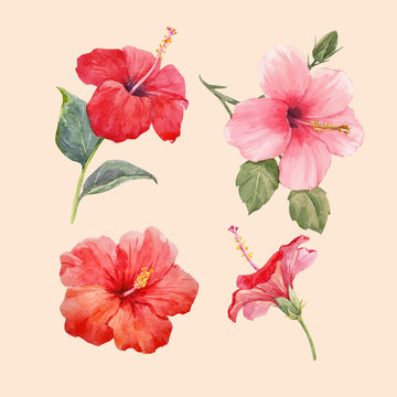 Watercolor hibiscus illustrations vector set