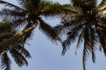 Fototapeta na wymiar Bottom view green leaves of coconut palm trees. Beautiful background. Travel summer concept.