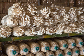 Mushrooms are flowering in the plant.