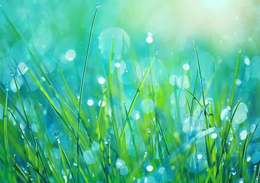 Abstract green grass nature blurred background on meadow. Juicy lush grass on meadow with drops dew in morning light, outdoors. artistic image of purity freshness nature. close up. shallow depth