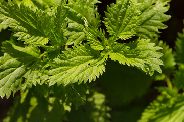 Bright green leaves of nettle, close up. Natural medical background. Copy space.