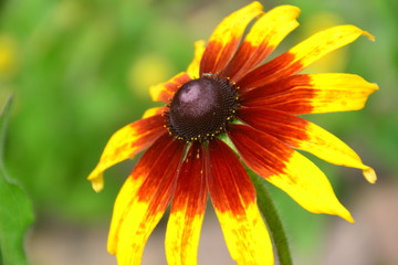 Black-Eyed Susan
