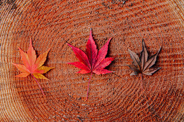 Red Yellow Brown autumn maple leaves on tree trunk