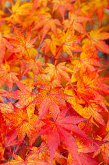 Red Yellow autumn maple leaves close up detail background