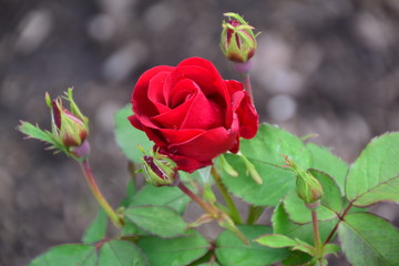 Red Rose