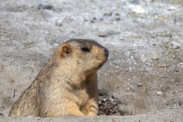 Funny marmot peeking out of a burrow in Himalayas mountain, Ladakh, India. Nature and travel concept