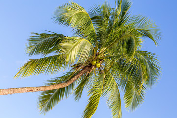 Green leaves of coconut palm tree against the blue sky. Nature travel concept