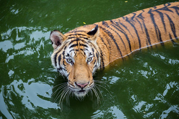 Asian tiger is immersed in water to relieve heat.