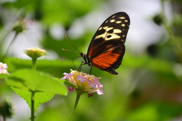Fototapeta na wymiar Butterfly on Flower