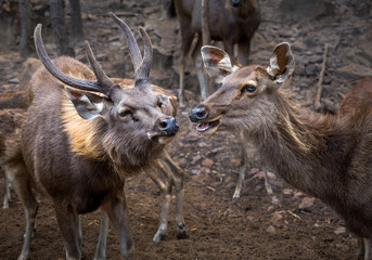 Obraz premium Asian deer family in an atmosphere of wild nature.