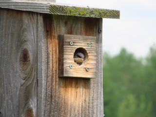 Baby Tree Swallow Peeking Out