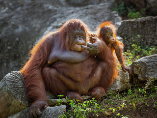 Mother and baby orangutan in the wild nature.