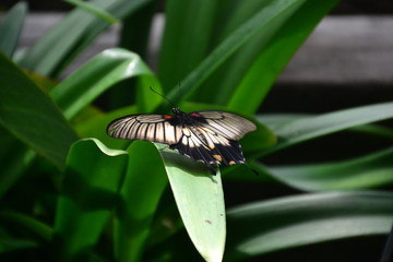 Butterfly on a Leaf
