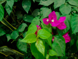pink flowers with smaller white flowers