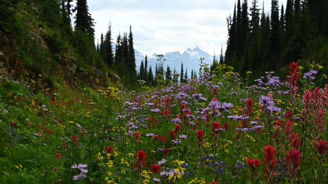 Natural background made of bright, colorful, vibrant selections of wildflowers on the Meadows in the Sky Parkway, Mount Revelstoke National Park in British Columbia, Canada