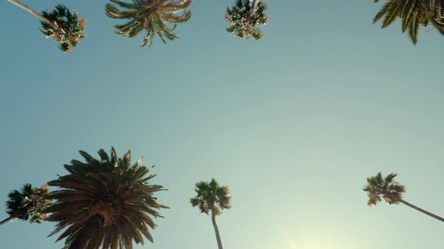 Driving Through Beverly Hills Palm Trees With Sun Beam, California. Slow motion
