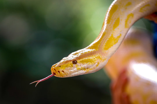 Burmese Python