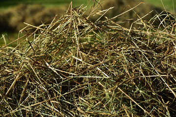 Background with fresh hay on the meadow in summer