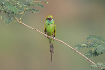 The green bee-eater (Merops orientalis) Portraits, bee-eater is a type of bird that live in the ground and feed on small insect