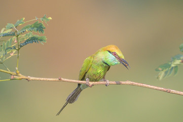 The green bee-eater (Merops orientalis) Portraits, bee-eater is a type of bird that live in the ground and feed on small insect