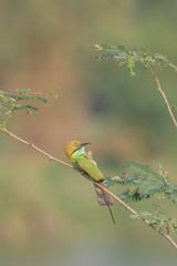 The green bee-eater (Merops orientalis) Portraits, bee-eater is a type of bird that live in the ground and feed on small insect