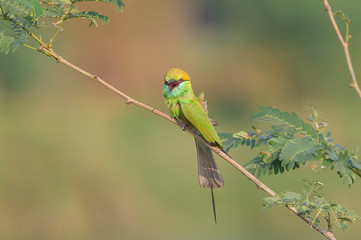 The green bee-eater (Merops orientalis) Portraits, bee-eater is a type of bird that live in the ground and feed on small insect