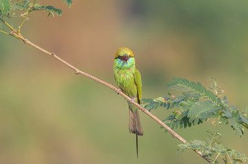 The green bee-eater (Merops orientalis) Portraits, bee-eater is a type of bird that live in the ground and feed on small insect
