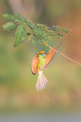 The green bee-eater (Merops orientalis) Portraits, bee-eater is a type of bird that live in the ground and feed on small insect