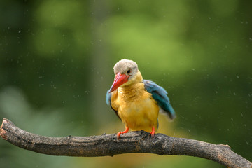 Stork Billed-Kingfisher in Thailand the stork billed kingfisher is consider one of the most biggest kingfisher species