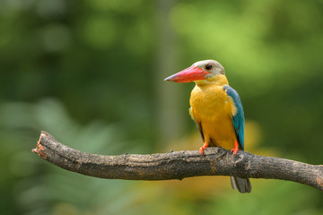 Stork Billed-Kingfisher in Thailand the stork billed kingfisher is consider one of the most biggest kingfisher species