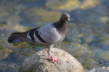 Feral pigeon (Columba livia domestica) sitting on rock near the pond in north of thailand
