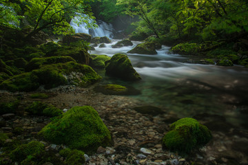 Vivid green at the spring of Bistrica