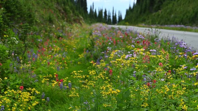 Natural background made of bright, colorful, vibrant selections of wildflowers on the Meadows in the Sky Parkway, Mount Revelstoke National Park in British Columbia, Canada