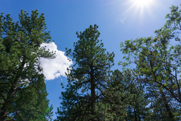trees and blue sky