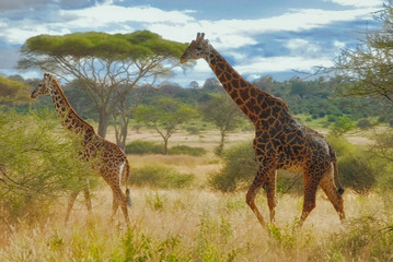 Giraffes Early Morning