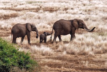 Elephant Family © Izonevision.com