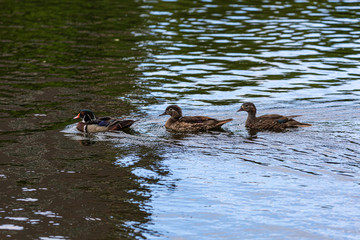 Ducks in water