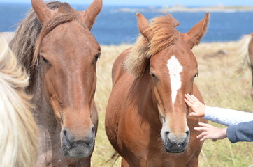 Obraz premium child caressing horses, brittany, France